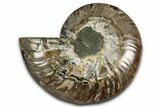 Cut & Polished Ammonite Fossil (Half) - Madagascar #354193-1